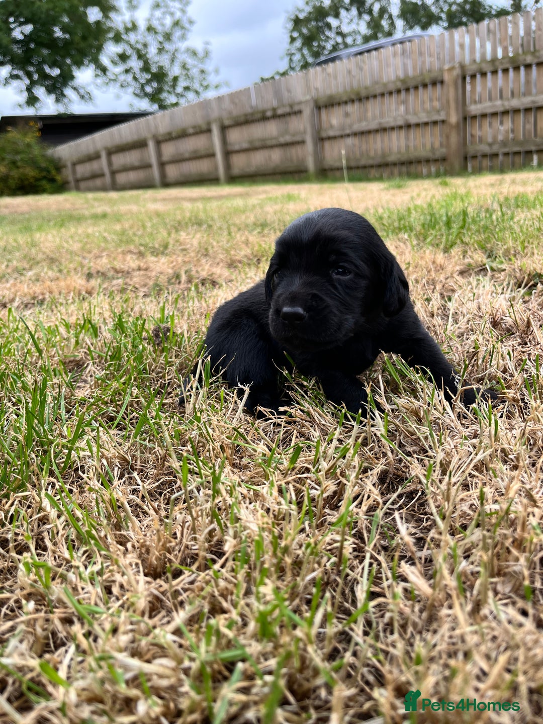 Cockerdor dogs for sale: Beautiful Cockerdor Puppies  - Image 3