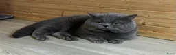 British Shorthair cats for stud: GCCF Active Reg BSH Blue  - Advert 1
