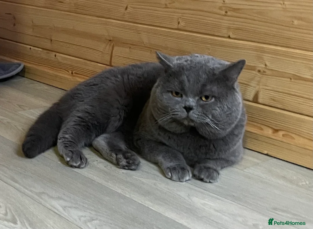 British Shorthair cats for stud: GCCF Active Reg BSH Blue  - Advert 1