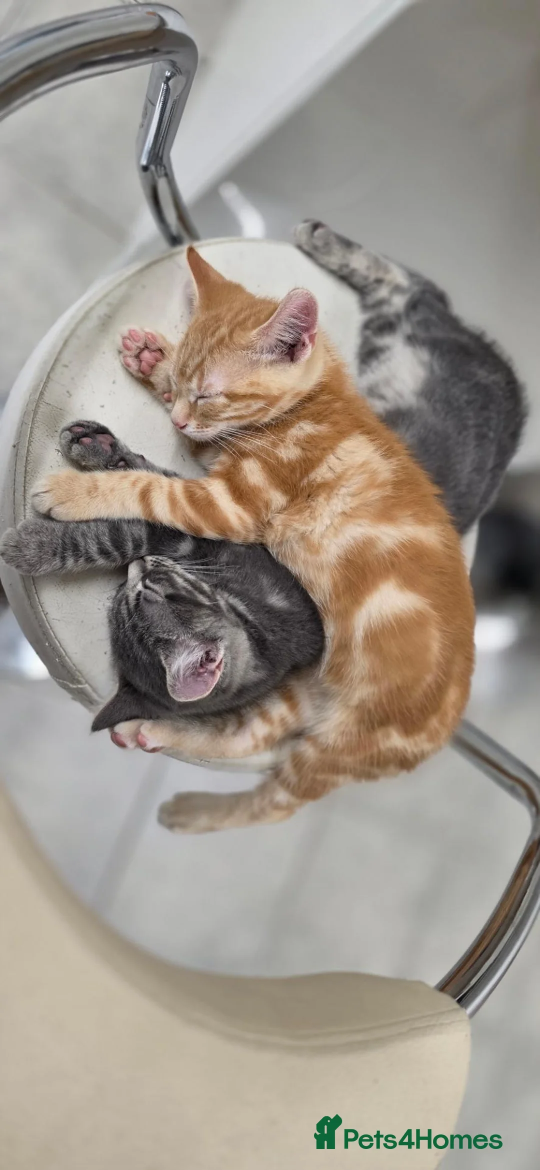 American Shorthair cats for sale: Kittens - Advert 2