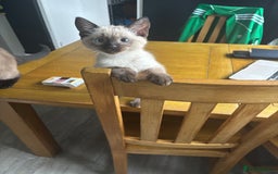 Ragamese cats for sale: ragamese kittens - Image 1