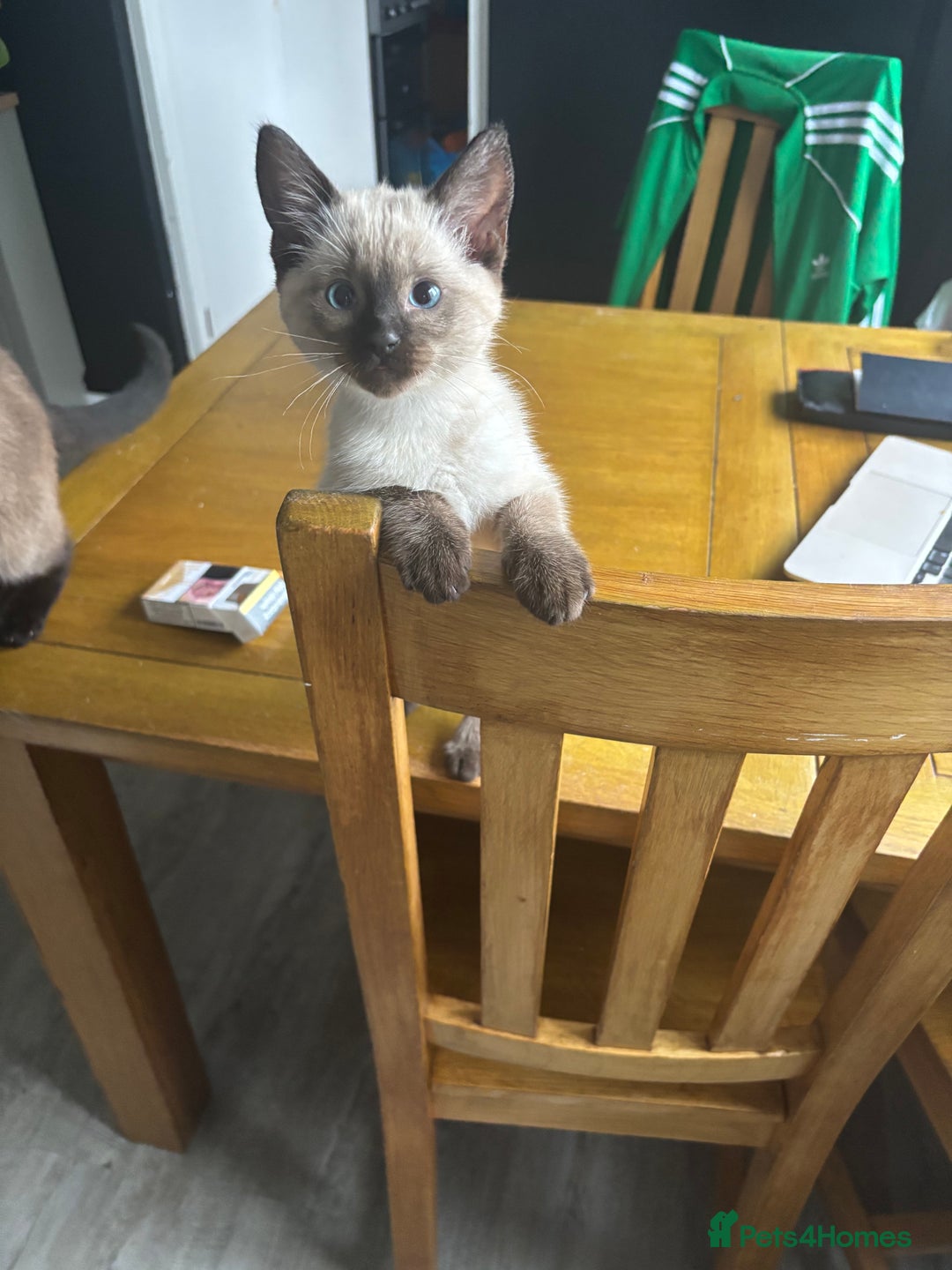 Ragamese cats for sale: ragamese kittens - Image 1