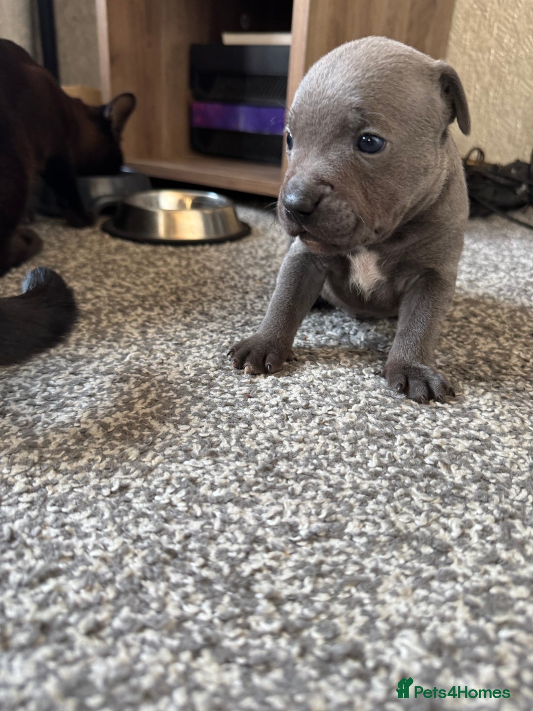 Staffordshire Bull Terrier dogs for sale: Staffordshire Bull Terrier - Advert 3