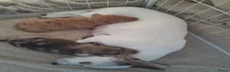 Jackshund dogs for sale: Jackshund puppy - Advert 3