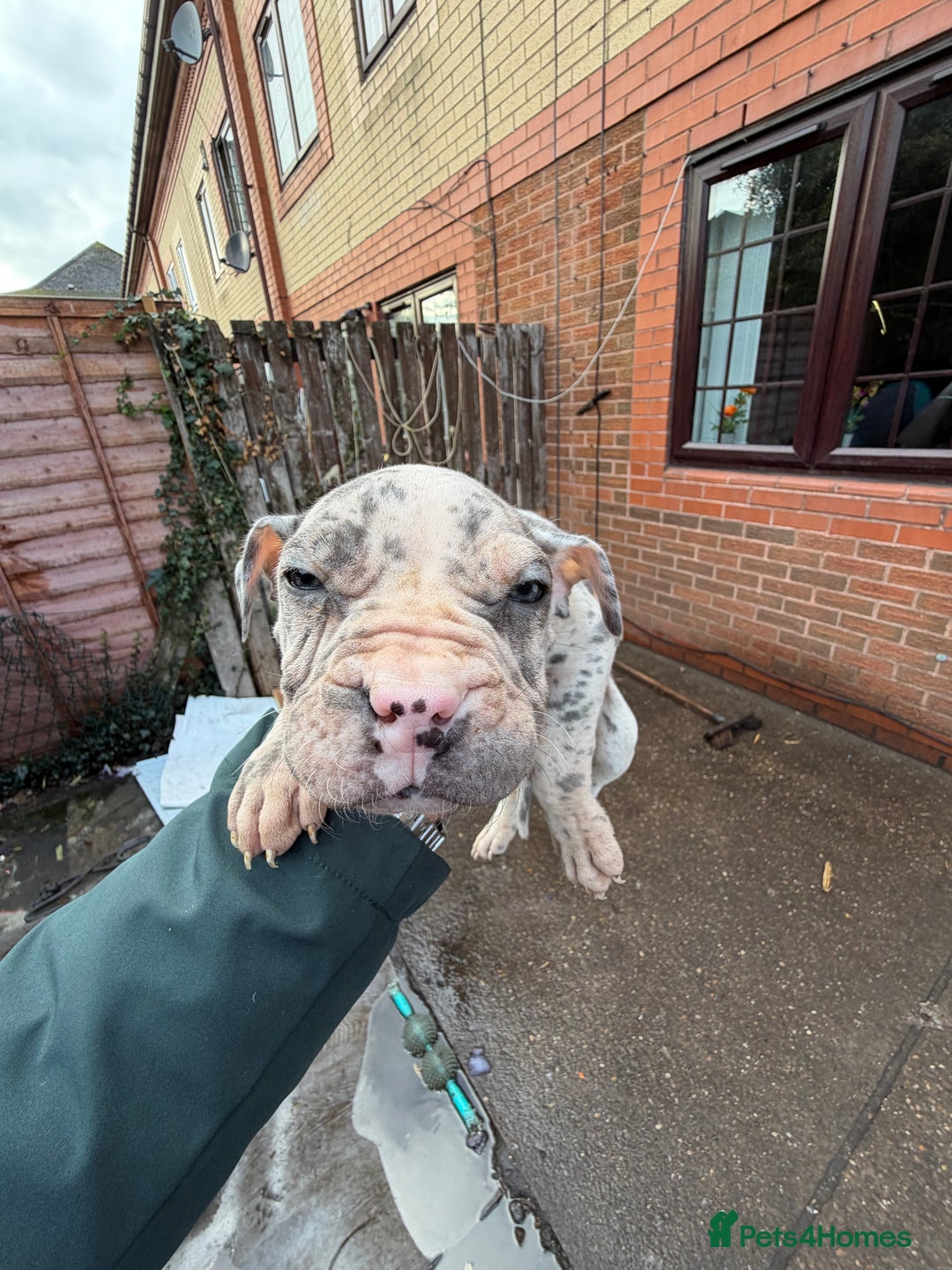 Mixed Breed dogs for sale: Old English cross, cane corsa  - Image 21