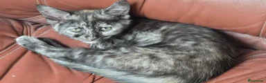Maine Coon 3