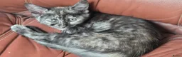 Maine Coon cats for sale: Maine Coon Cross Kittens - Advert 9