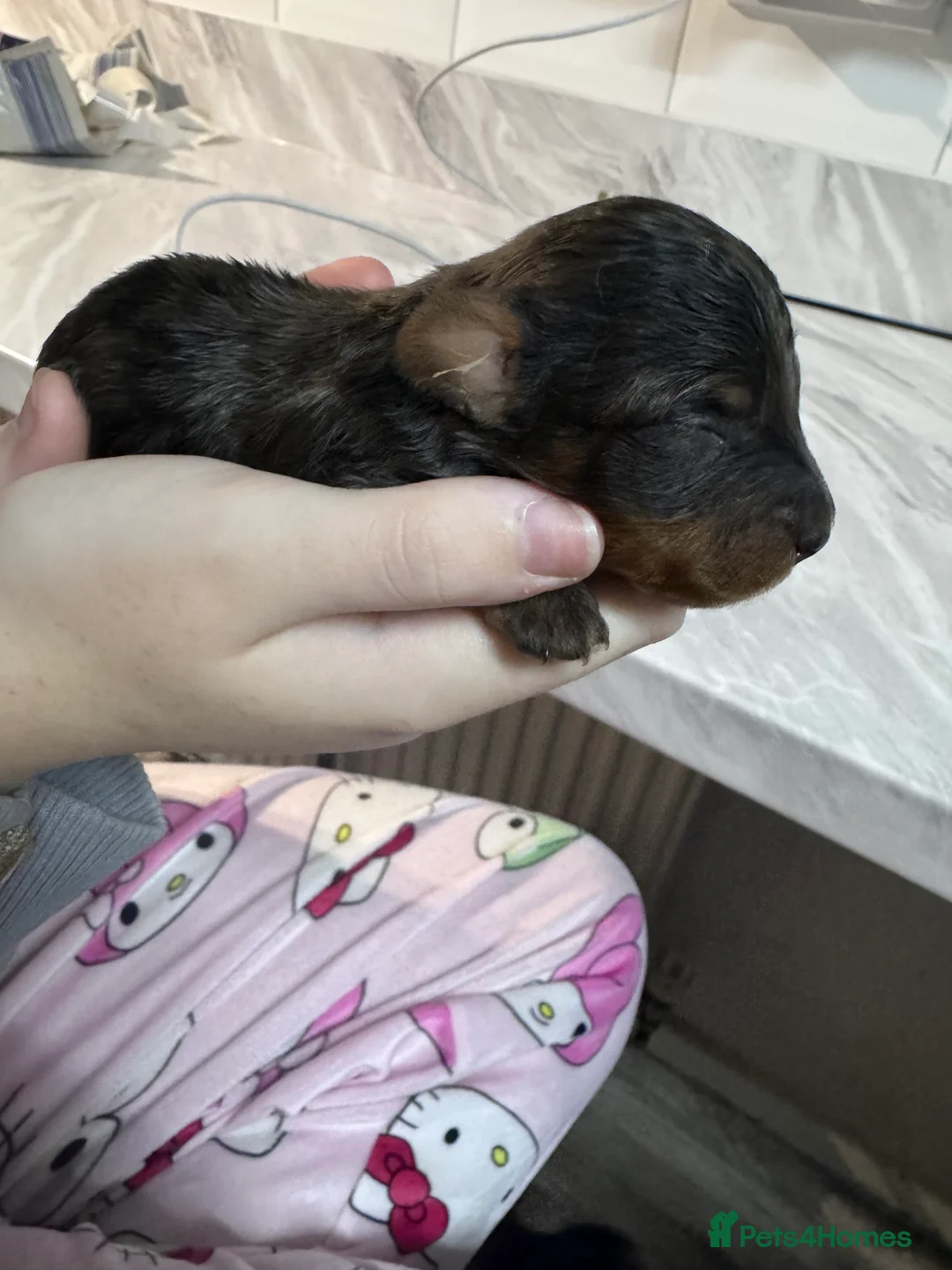 Doxiepoo dogs for sale: Beautiful doxipoo baby’s  - Advert 5