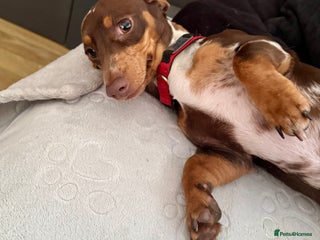 Miniature Dachshund dogs - Advert 24