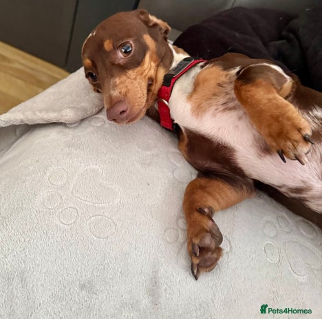 Miniature Dachshund dogs - Advert 1