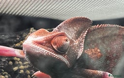 Chameleon reptiles for sale: Pied Veiled Chameleon - Image 5