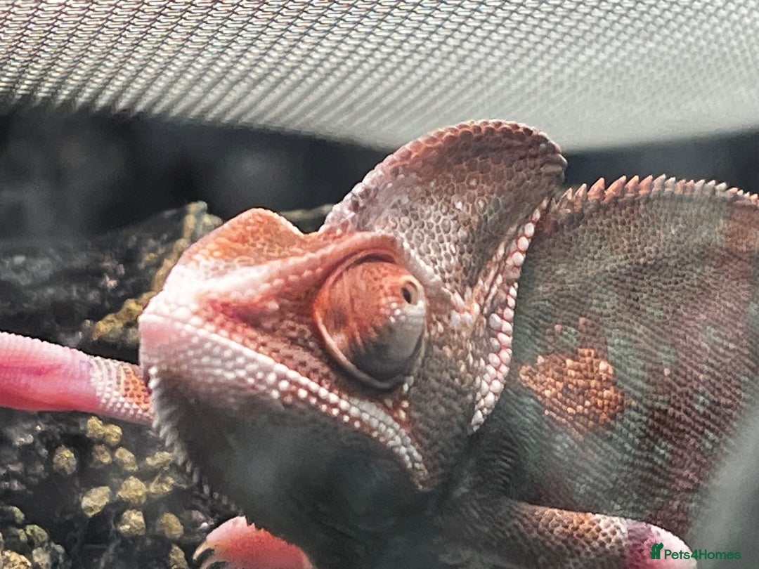 Chameleon reptiles for sale: Pied Veiled Chameleon - Image 5