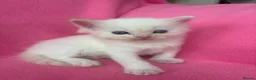Ragdoll cats for sale: 5 Beautiful Fluffy Ragdoll Kittens  - Advert 14
