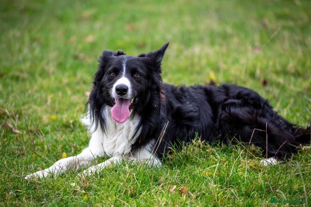 Border Collie dogs for stud: Border Collie for Stud in Malton - Image 1