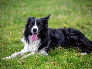 Border Collie dogs in Malton - Advert 11