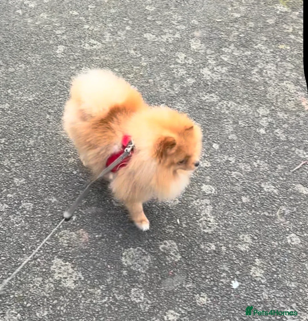 Pomeranian dogs for sale: Rehoming my beautiful Pom Boy in London - Advert 3