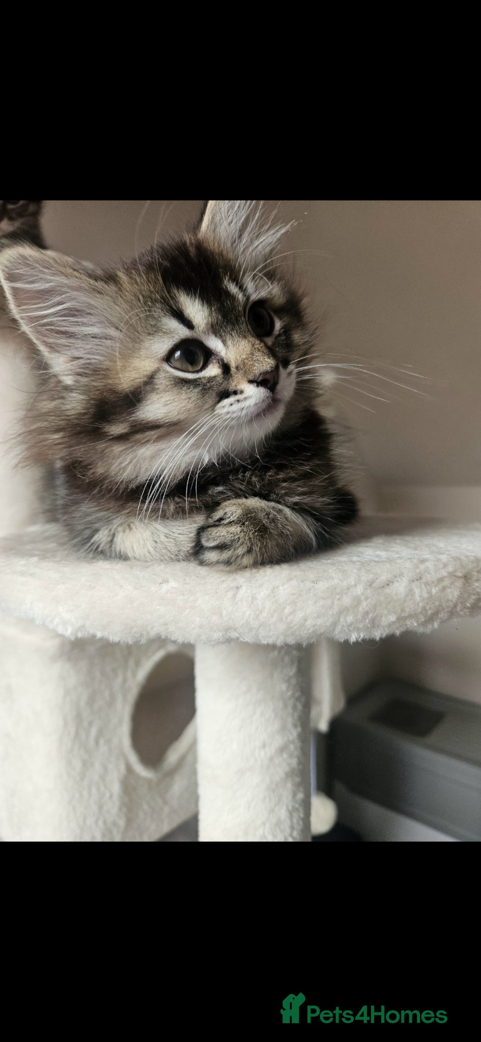 Mixed Breed cats for sale: Ragdoll Cross Tabby Girl  - Advert 4