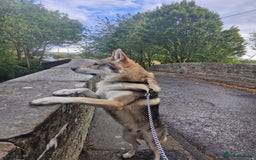 Saarloos Wolfdog dogs for stud: Czech wolfdog Name Cassius - Image 2