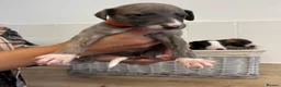 Whippet dogs for sale: Whippet puppies  - Advert 18