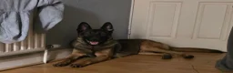 German Shepherd dogs for sale: German shepherd puppies outstanding litter - Advert 6