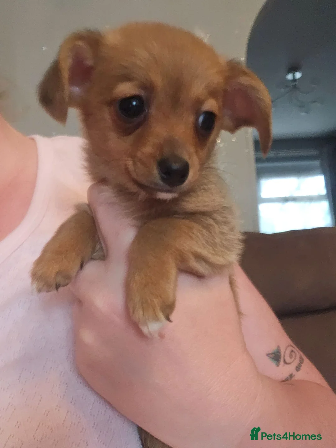 Mixed Breed dogs for sale: Dachshund cross pomeranian puppies in Rowley Regis - Advert 2