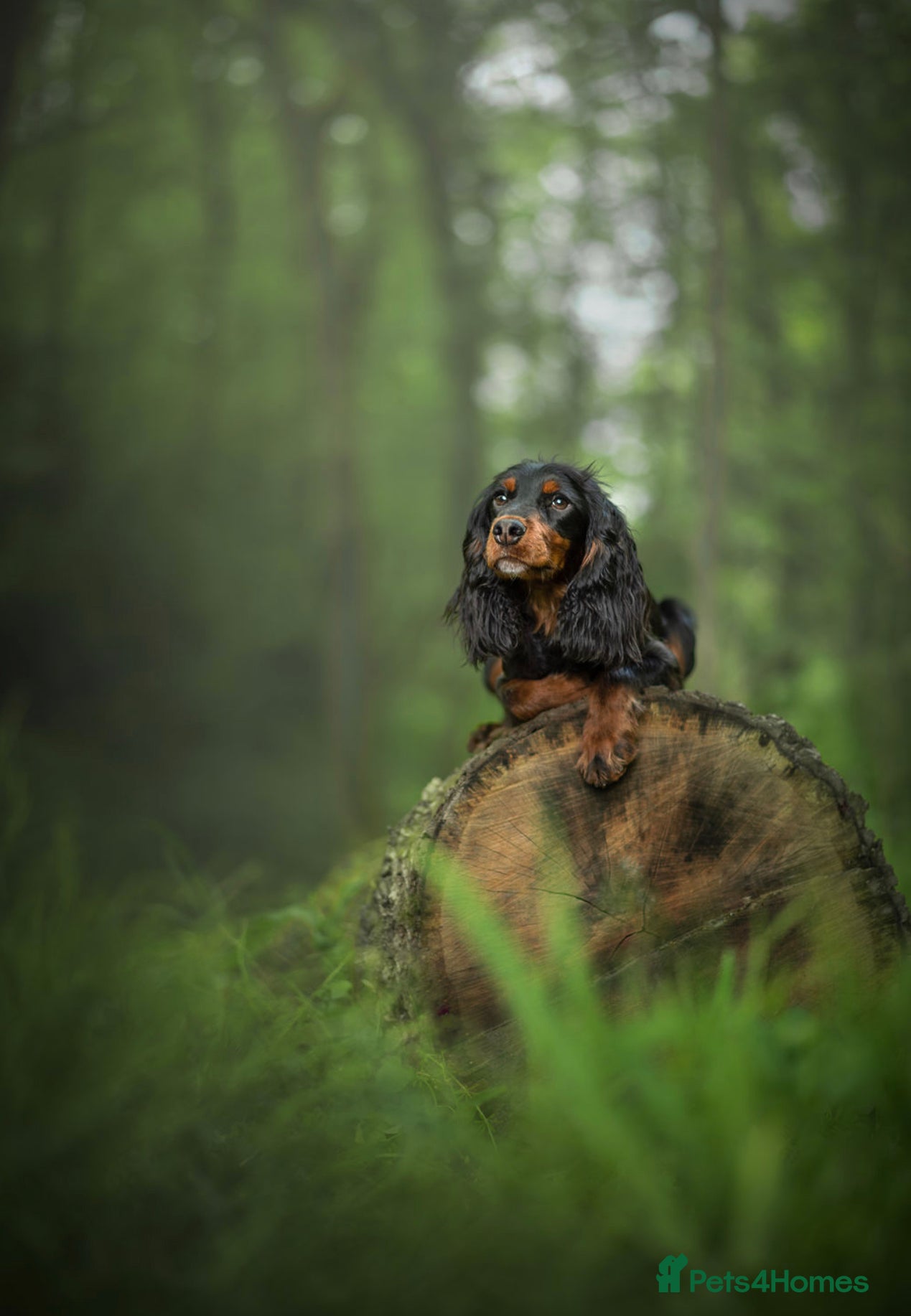 Cocker Spaniel dogs Woody standing at stud in Pershore - Advert 9