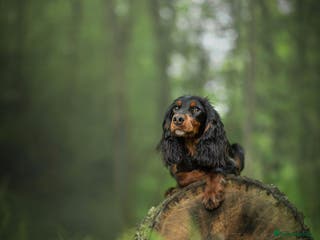 Cocker Spaniel dogs Woody standing at stud in Pershore - Advert 17