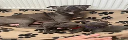 Staffordshire Bull Terrier dogs for sale: 9 gorgeous blue Staffordshire bull terrier  - Advert 7