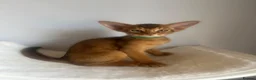 Abyssinian cats for sale: Adorable Abyssinian kittens - Advert 7