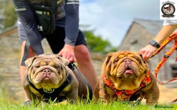English Bulldog dogs for sale: 2 Top quality English bulldogs - Image 2