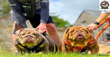 English Bulldog dogs - Advert 2