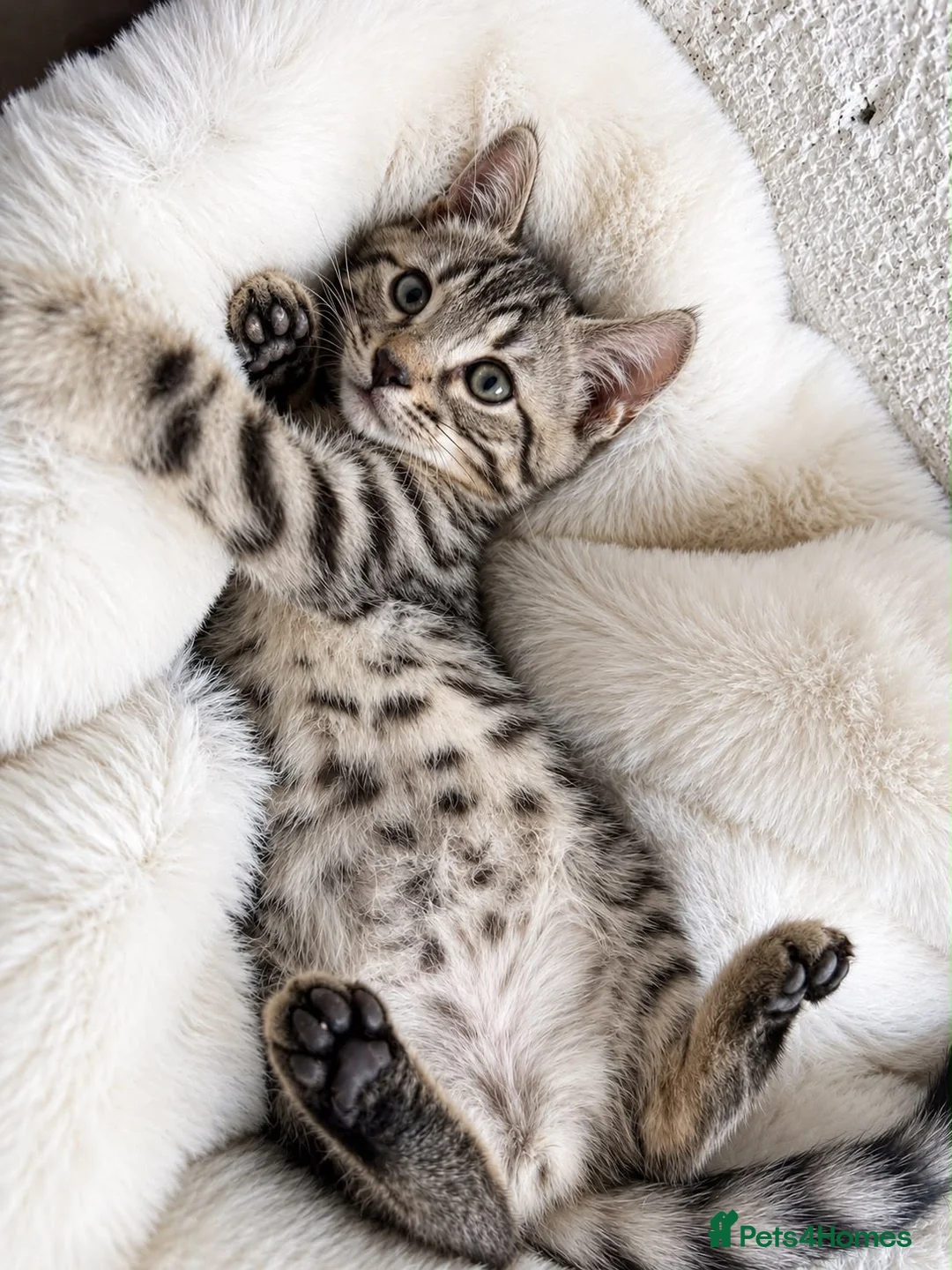 Bengal cats for sale: Beautiful bengal kittens - Advert 5