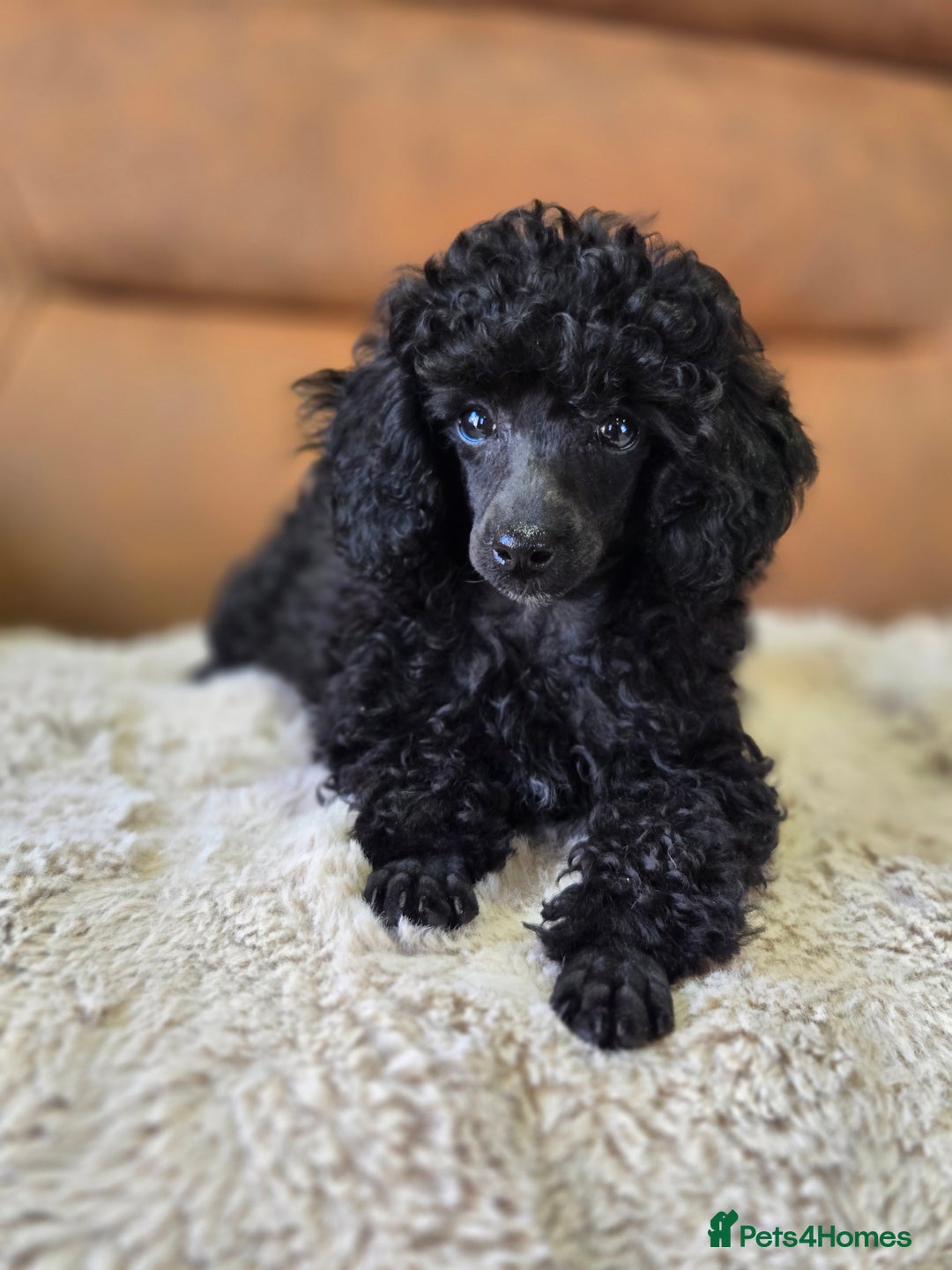 Toy Poodle dogs for sale: Stunning tiny Black girl Toy Poodle - Image 3