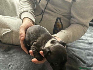 Staffordshire Bull Terrier dogs Blue staffordshire bull terrier pups - Advert 17