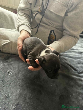 Staffordshire Bull Terrier dogs - Advert 1