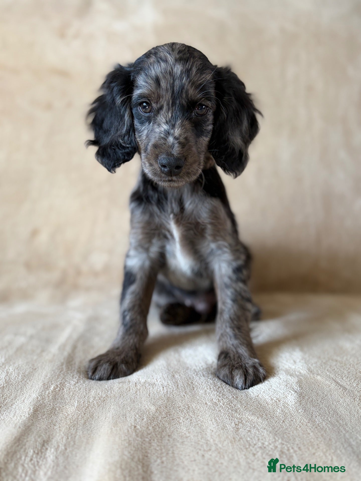 Cockapoo dogs Unique and exquisite pups  - Advert 2