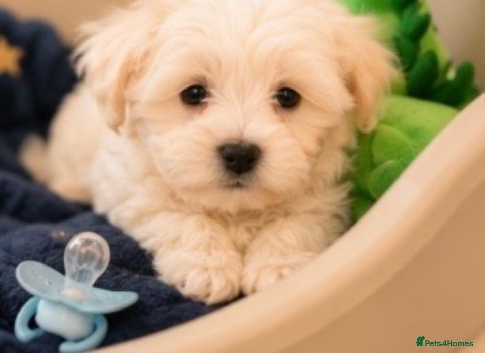 Mixed Breed dogs Teddy bear 🧸 Maltese x coton de tular  pups  - Advert 4