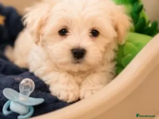 Mixed Breed dogs Teddy bear 🧸 Maltese x coton de tular pups - Advert 4