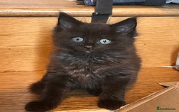 Ragdoll cats for sale: Calico Ragdolls - Image 4
