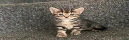 British Shorthair cats for sale: Kittens  - Advert 5