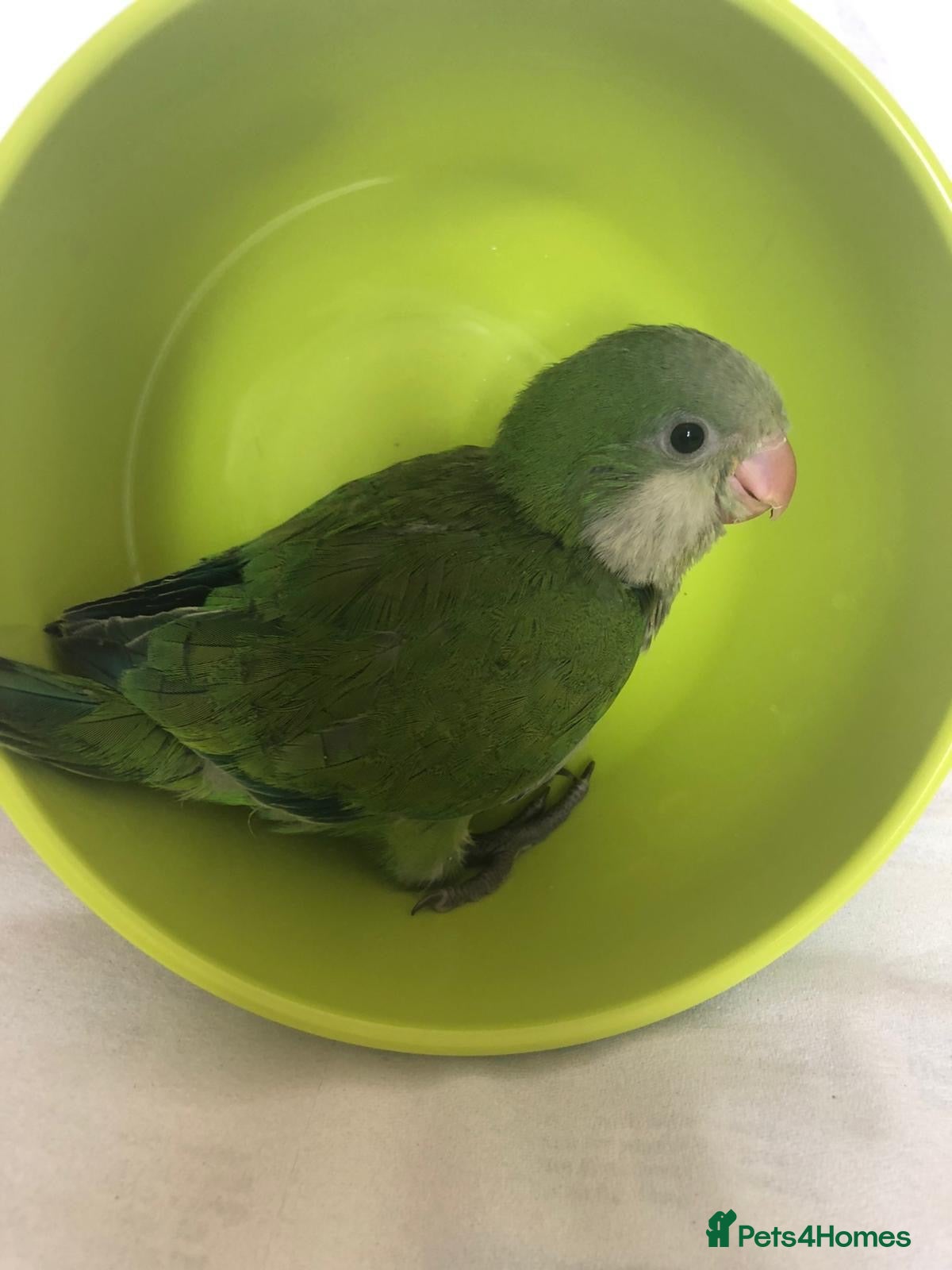 Parrots birds Gorgeous Handreared baby Quakers  - Advert 2