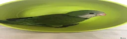Parrots birds for sale: Gorgeous Handreared baby Quakers  - Advert 2