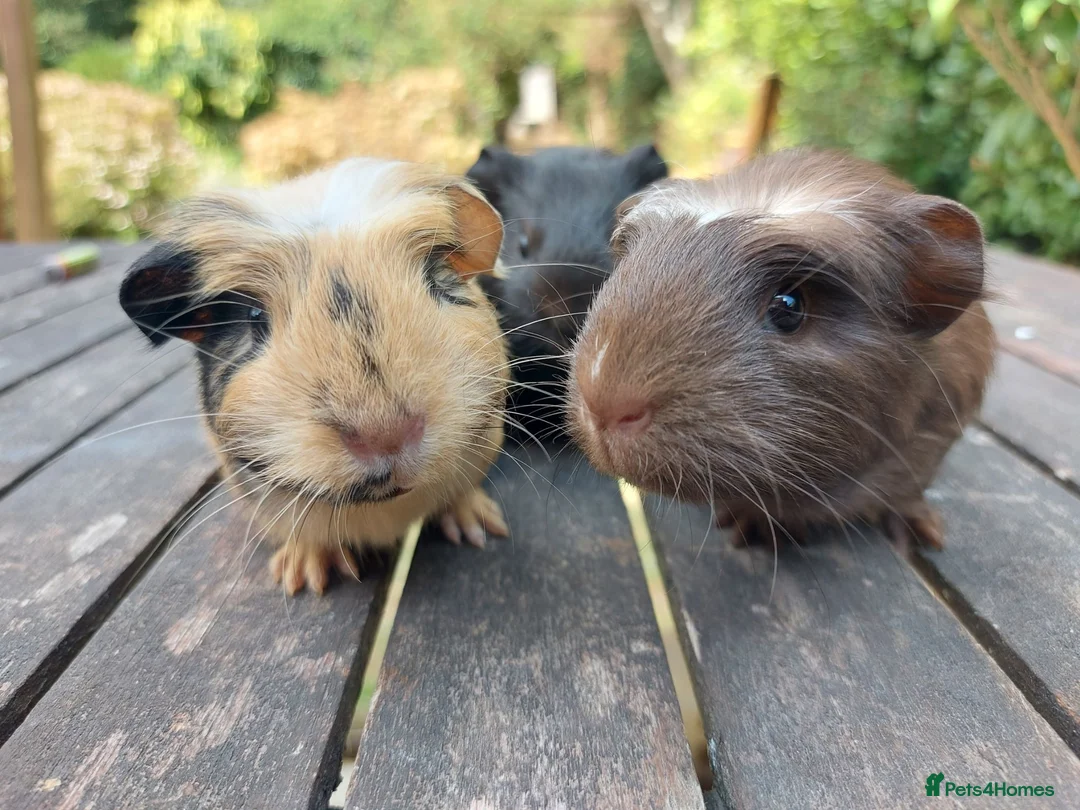 Guinea Pig rodents for sale: Beautiful baby Guinea Pigs  - Advert 7