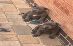 Staffordshire Bull Terrier dogs for sale: OUR PUP REGGIE KC BLUE STAFFORDSHIRE BULL TERRIER - Image 3