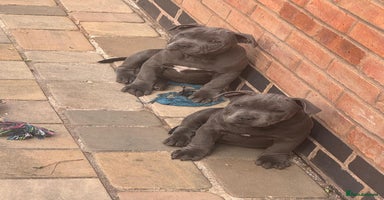Staffordshire Bull Terrier dogs - Advert 8