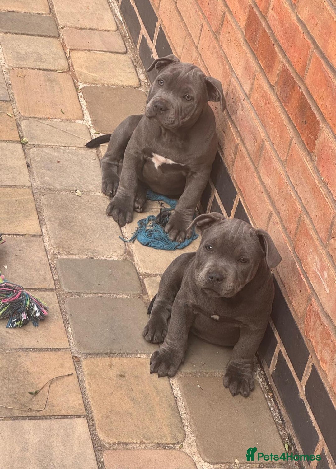 Staffordshire Bull Terrier dogs for sale: OUR PUP REGGIE KC BLUE STAFFORDSHIRE BULL TERRIER - Image 3