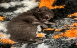 Domestic Shorthair cats for sale: 6 beautiful kittens for sale. - Image 11