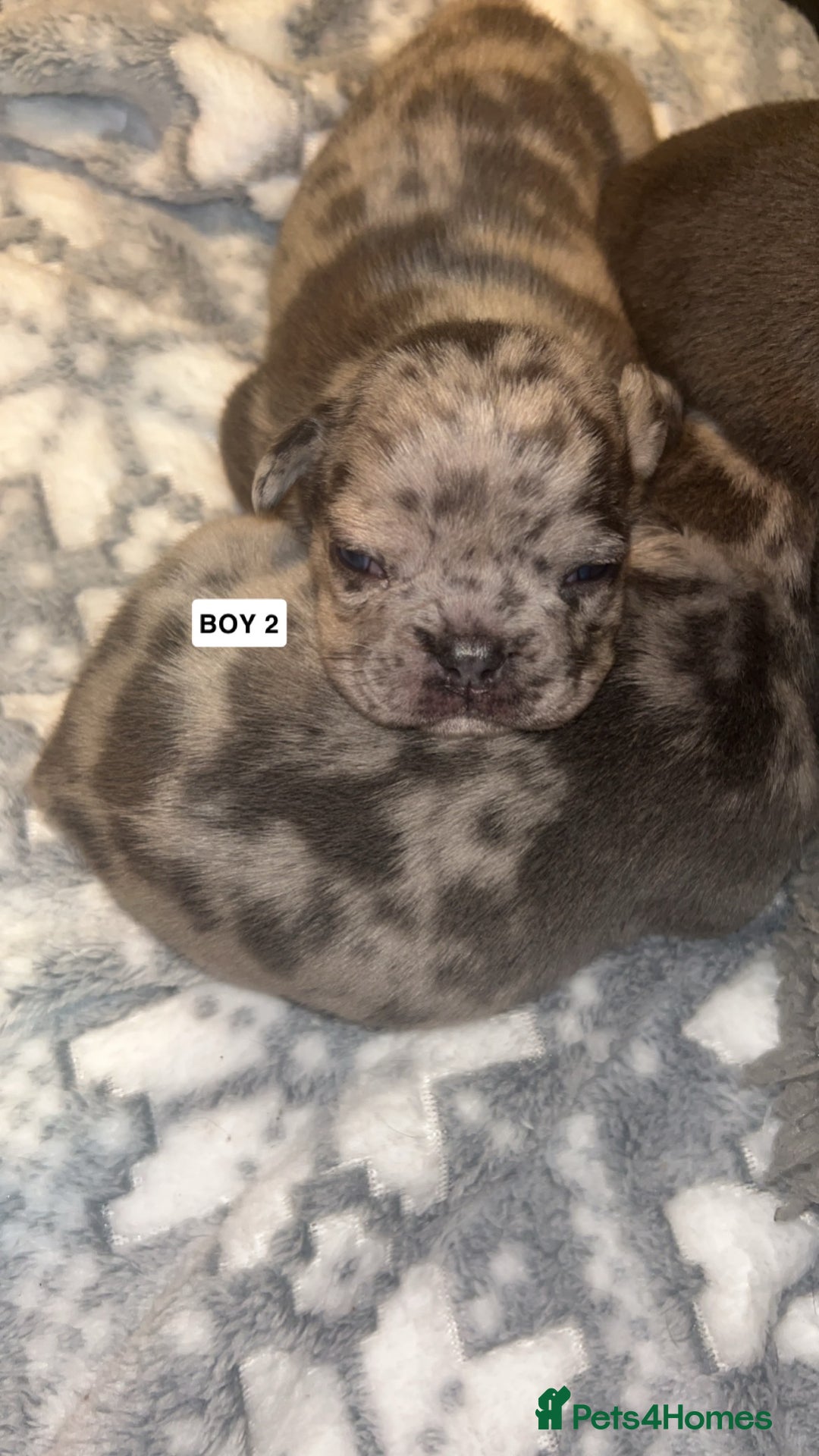 French Bulldog dogs for sale: gorgeous frenchie pups available 🥰 - Advert 5