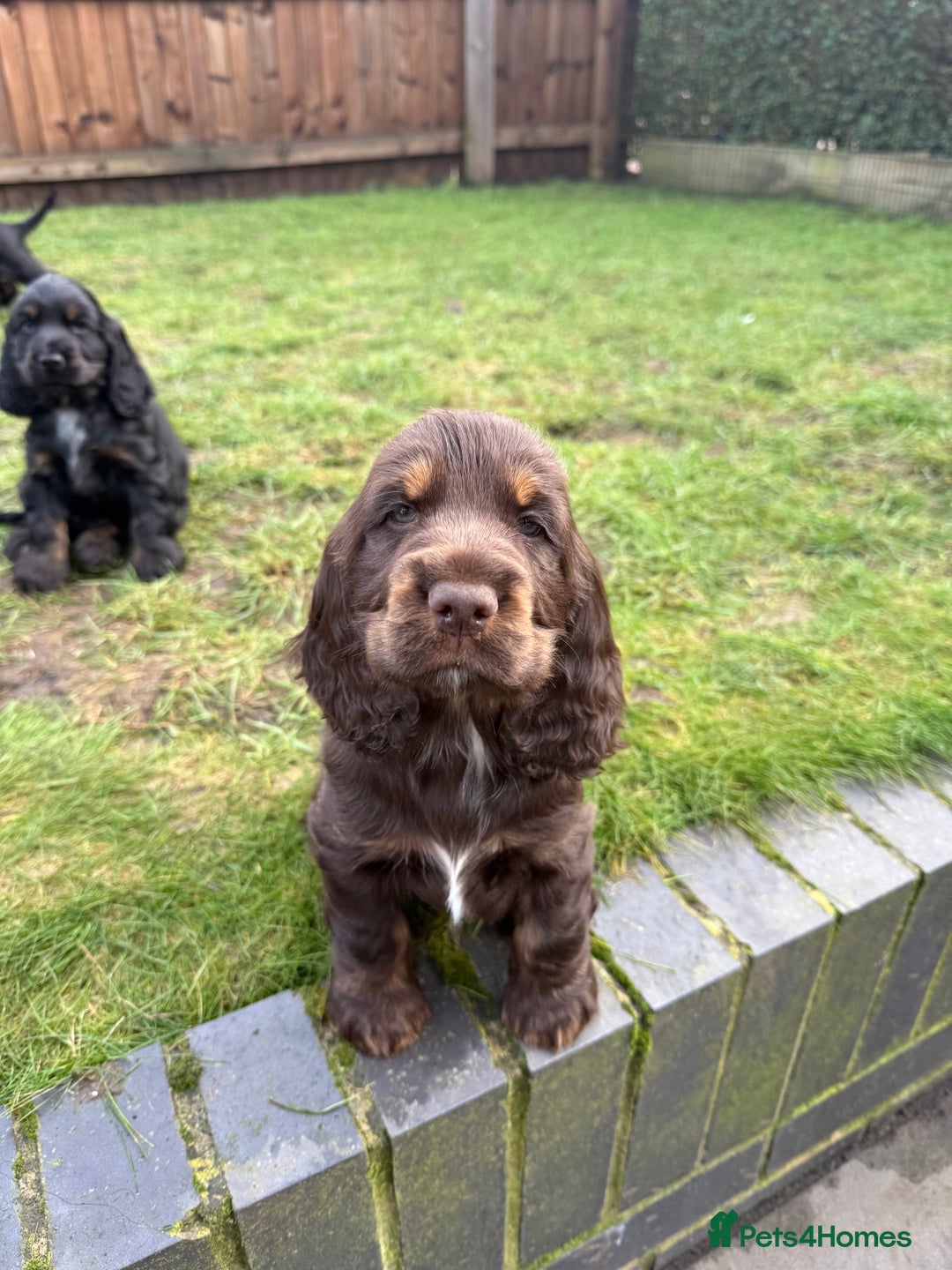Cocker Spaniel dogs for sale: KC Reg Show Type Cocker Spaniel Puppies - Advert 7