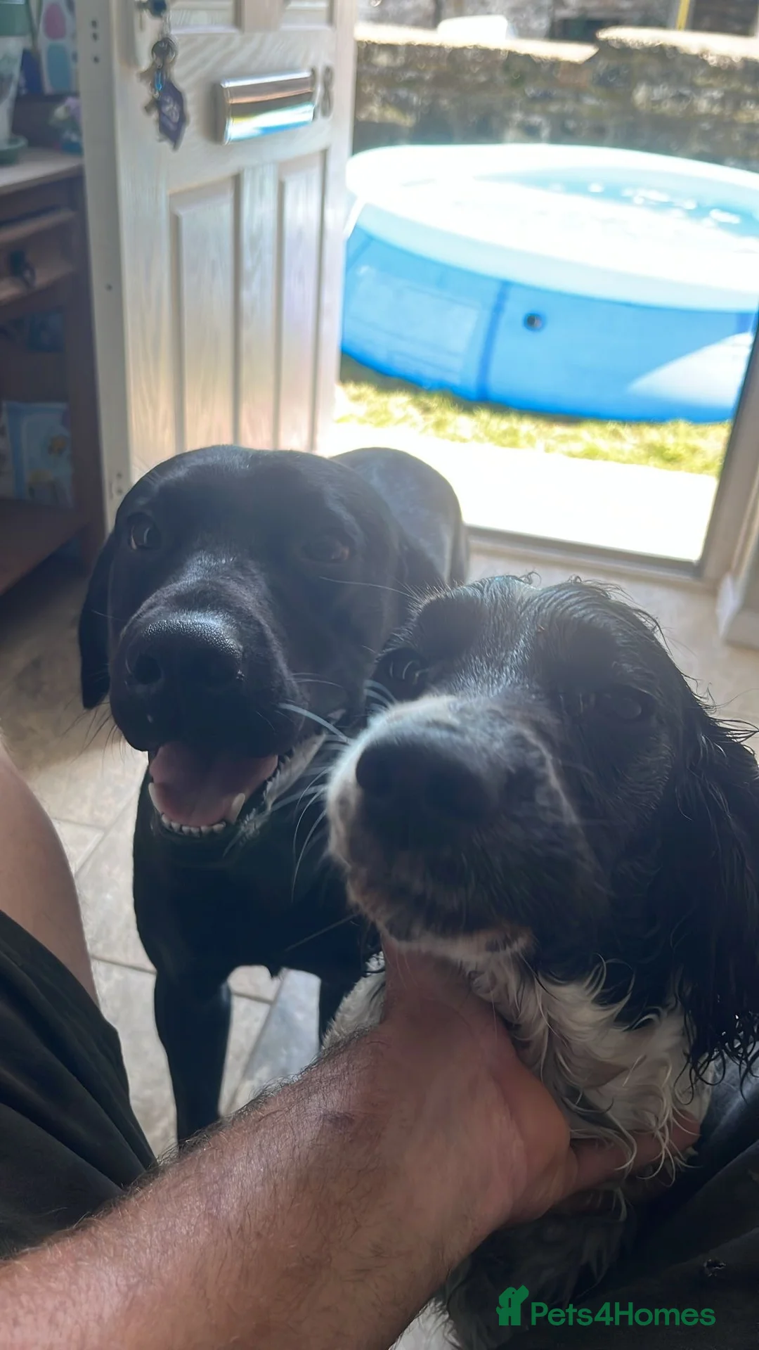 Springador dogs for sale: Springador puppies - Advert 1